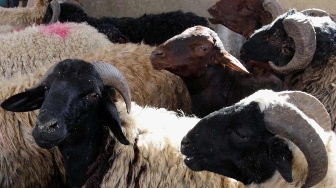 ” جهزو الضحية ” سعر الخروف اليوم الثلاثاء 28 مايو 2024 واسعار اللحوم بالكيلو .. وما هي اماكن منافذ وزارة الزراعة