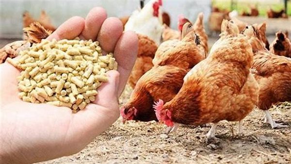اسعار الاعلاف اليوم الثلاثاء 11 يونيو 2024 في الأسواق المحلية ونتعرف علي أسعار خامات الأعلاف