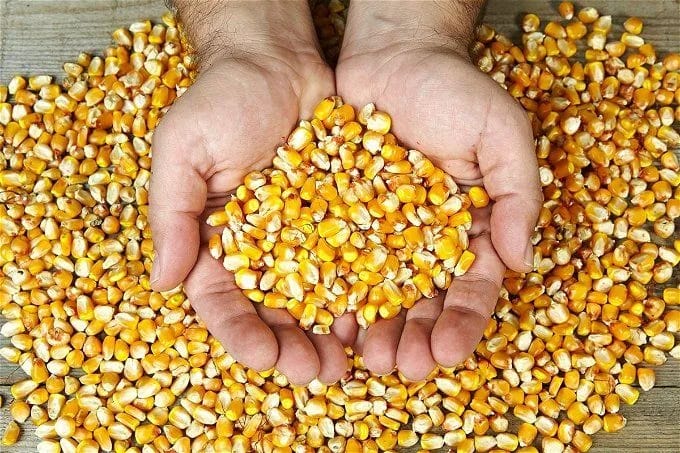 “الاردب بكام”..سعر طن الذرة الصفراء اليوم السبت 8 يونيو 2024 في الاسواق المصرية المحلية والتجارية