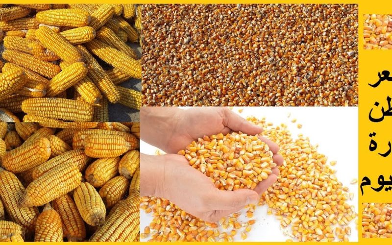 “الذرة بكام” سعر طن الذرة الصفراء اليوم الاحد 9 يونيو 2024 فى الاسواق واسعار السلع الاساسية