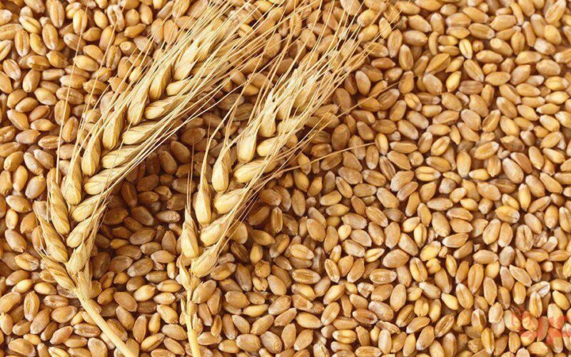 “طن القمح بكام” تعرف على سعر القمح اليوم الخميس 13 يونيو 2024 واسعار السلع الاساسية