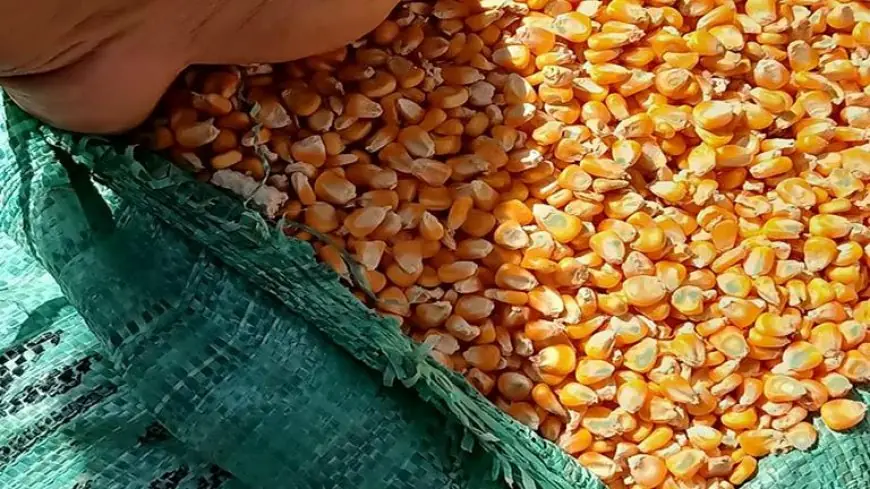 “الأردب الأصفر بكام” سعر طن الذرة الصفراء اليوم الثلاثاء 18 يونيو 2024 في الأسواق المصريه للمستهلك وأسعار السلع الأساسية