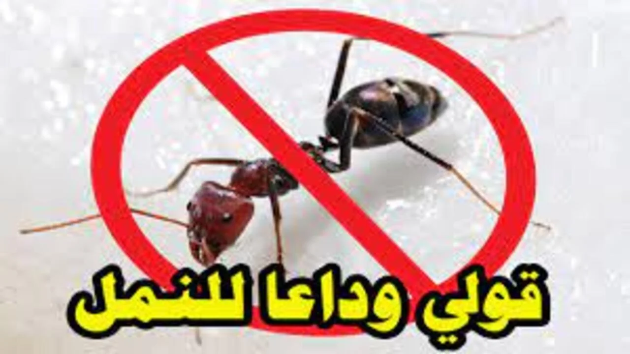 مش هتشوفهم تاني …  تخلصي من النمل فى المنزل بدون مبيدات حشرية
