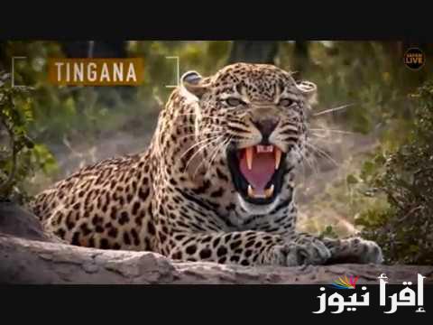 “البقاء فى ظروف قاسية”.. تردد قناة ناشيونال جيوغرافيك المفتوحة National Geographic
