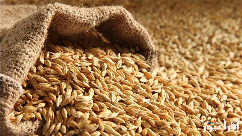 بكام النهاردة… سعر طن الارز الشعير اليوم 31 ديسمبر 2024 للمستهلك والتاجر في مختلف الأسواق والمحلات 