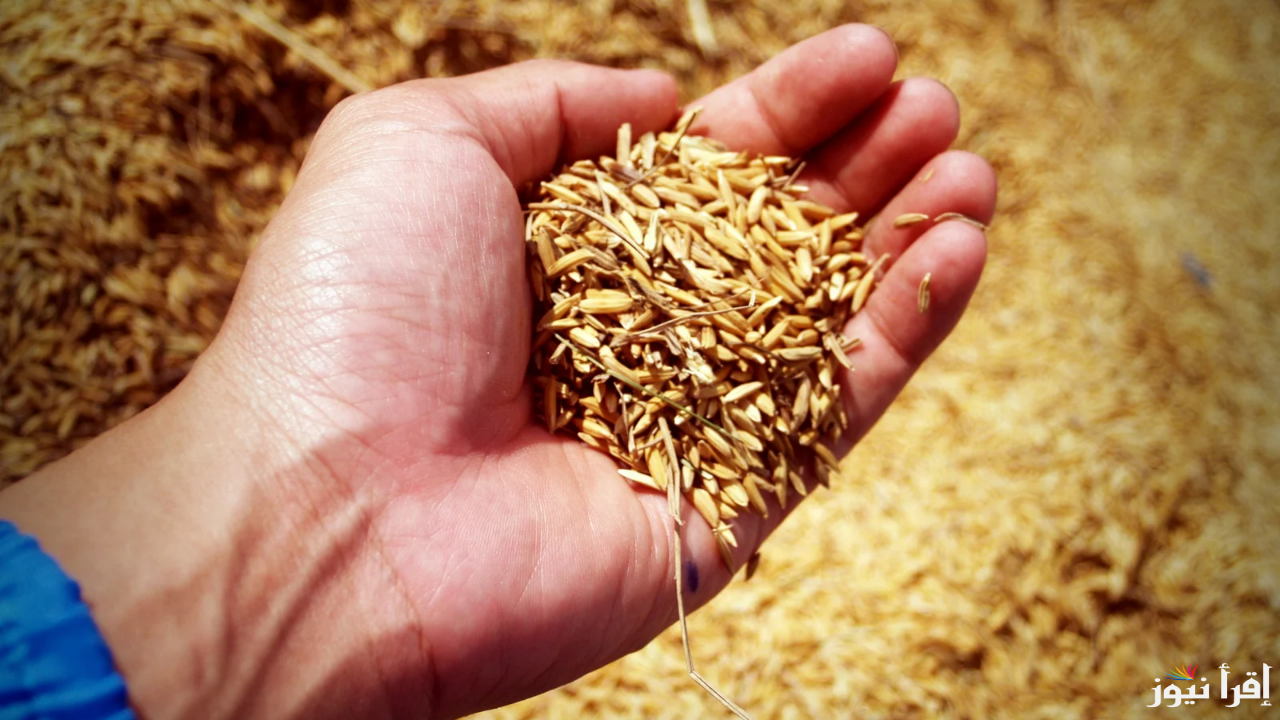 الحق نفسك قبل ما يفوتك القطر.. سعر طن الأرز الشعير اليوم الأحد 12 يناير 2025 في مصر وفي الأسواق المصرية