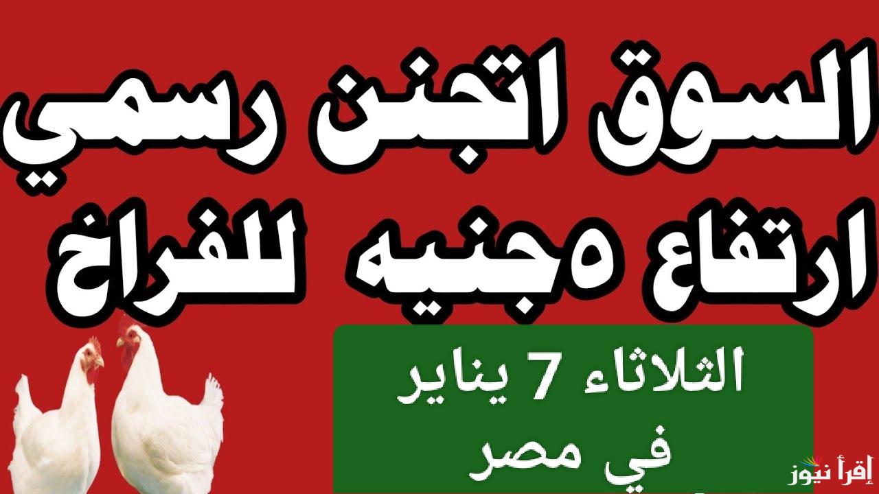 5 جنيه زيادة على الكيلو.. إرتفاع أسعار الفراخ البيضاء اليوم الثلاثاء 7 يناير 2025 في مصر 