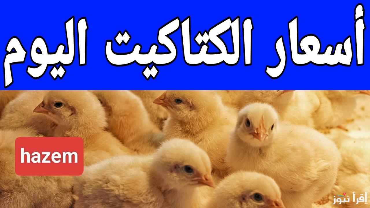 مش هتعرف تشتري في رمضان.. أسعار الكتاكيت اليوم في شهر يناير 2025 في مصر 