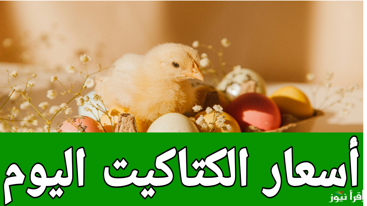 على عينك يا تاجر.. أسعار الكتاكيت اليوم الخميس 16 يناير 2025 في المزارع والمعامل 