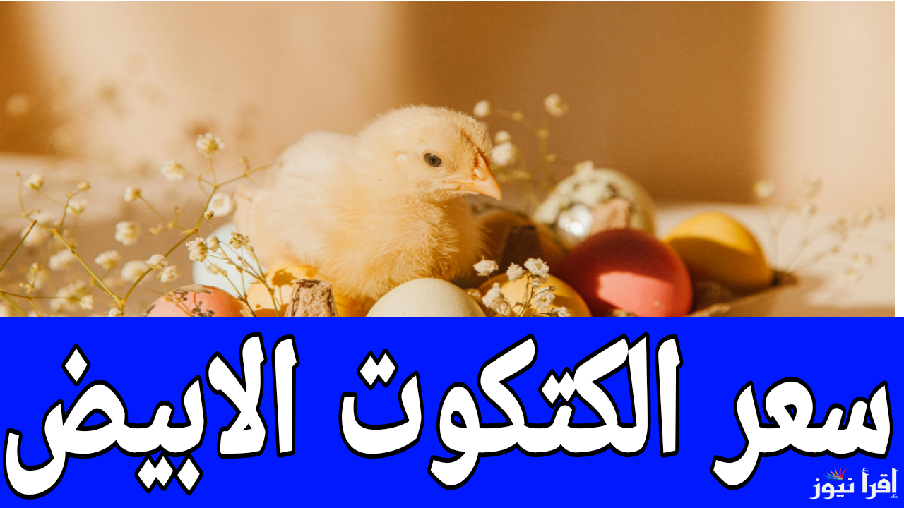 من أول 13 لحد 43 جنيه.. سعر الكتكوت الابيض اليوم الأحد 5 يناير 2025 في مصر 