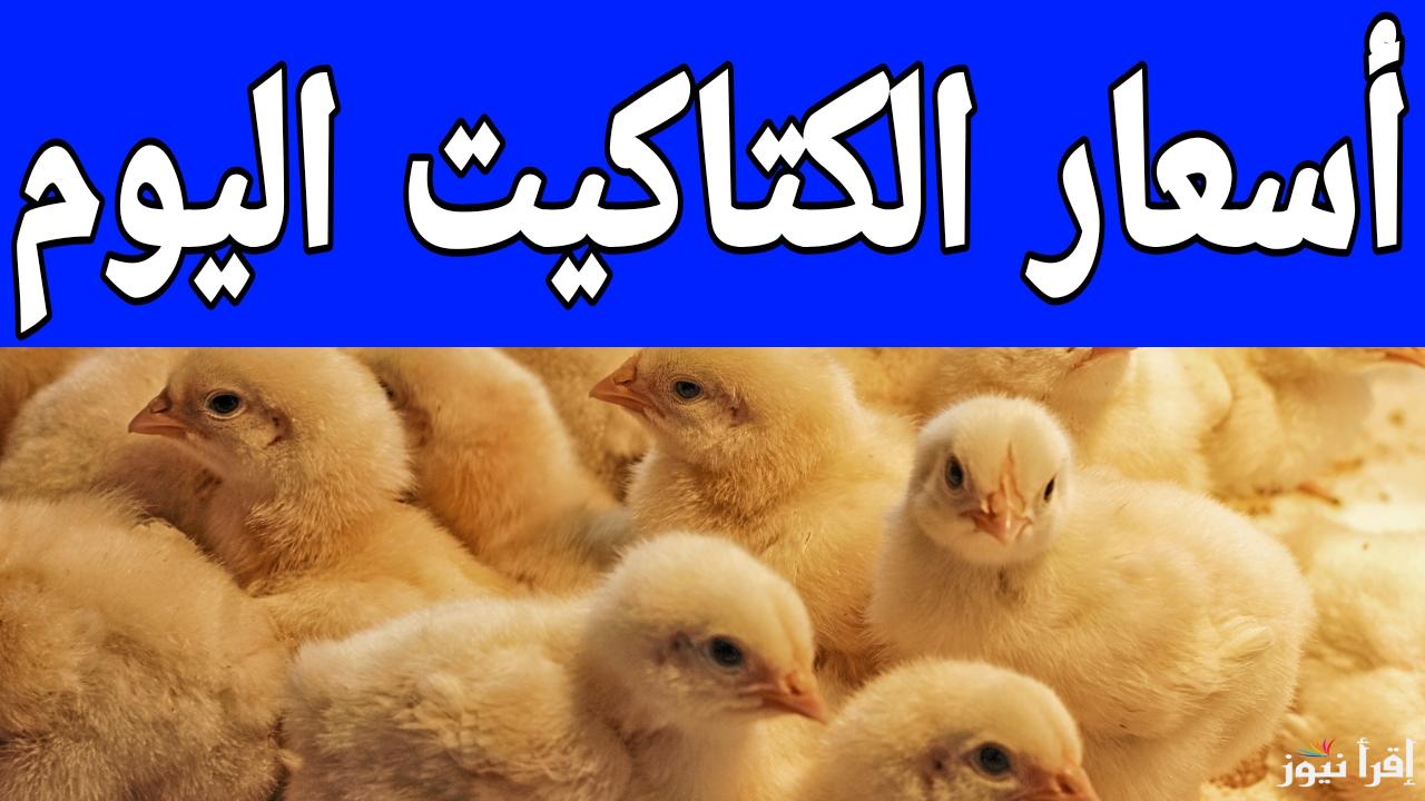 الكتكوت عامل قلق قبل رمضان.. أسعار الكتاكيت اليوم الثلاثاء 14 يناير 2025 في مصر 