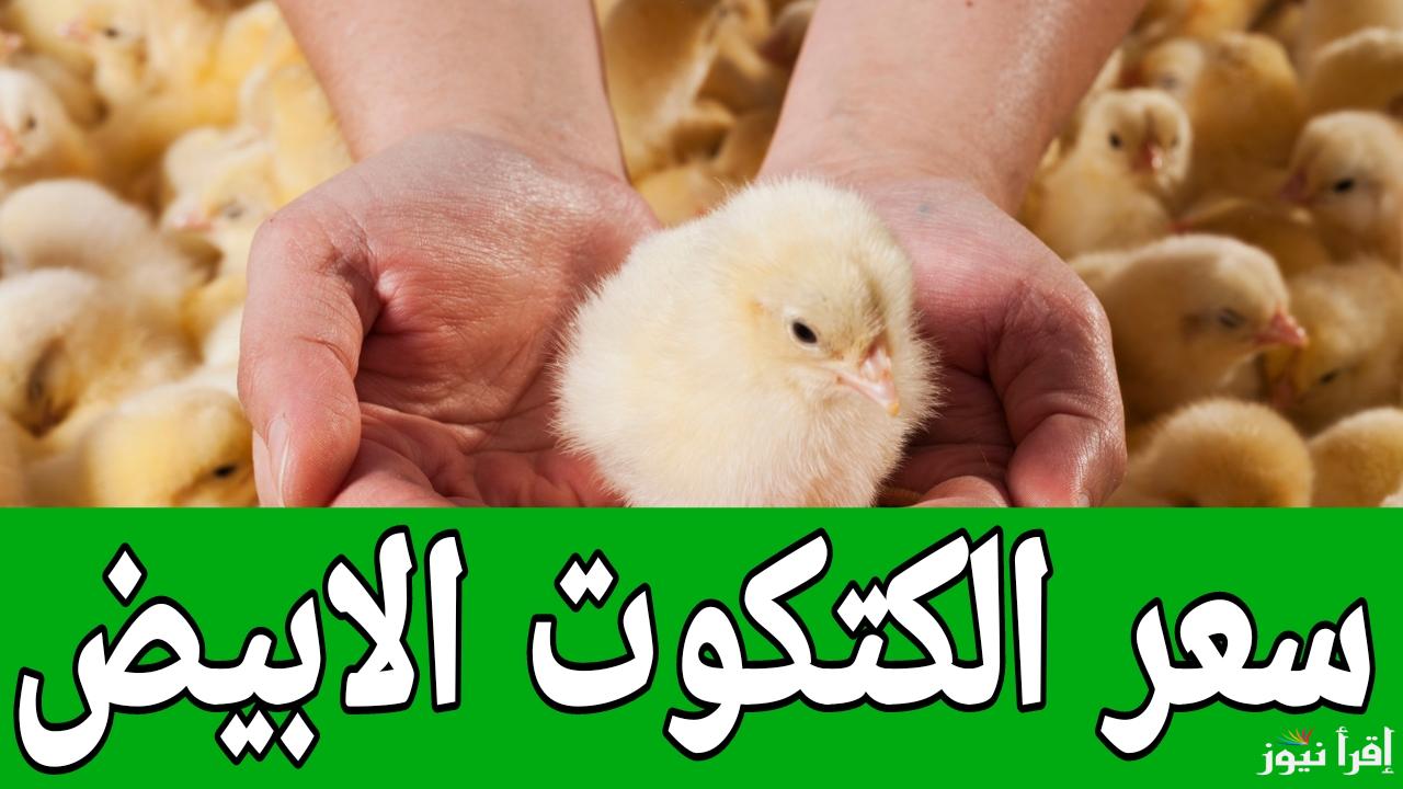 هتربي في رمضان ولا هتشتري.. سعر الكتكوت الابيض اليوم الخميس 16 يناير في المزارع 