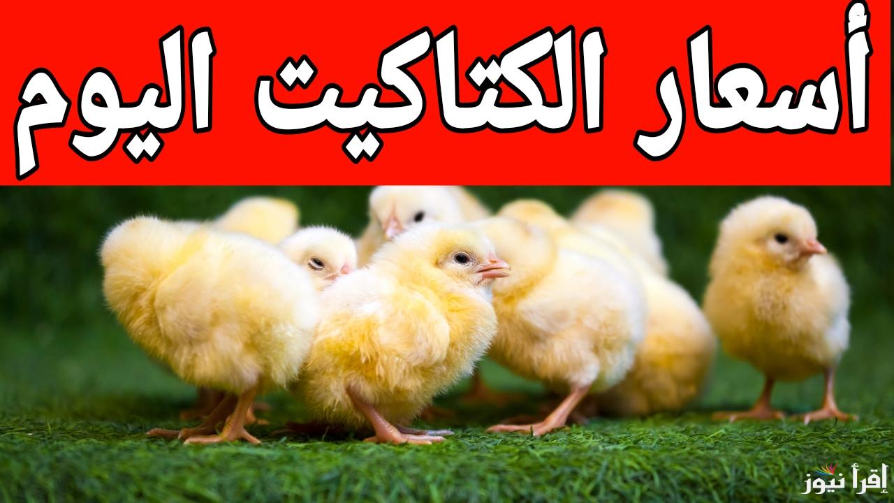 سعر الكتكوت ولع قبل رمضان.. أسعار الكتاكيت اليوم الخميس 16 يناير 2025 في المزارع والمعامل 