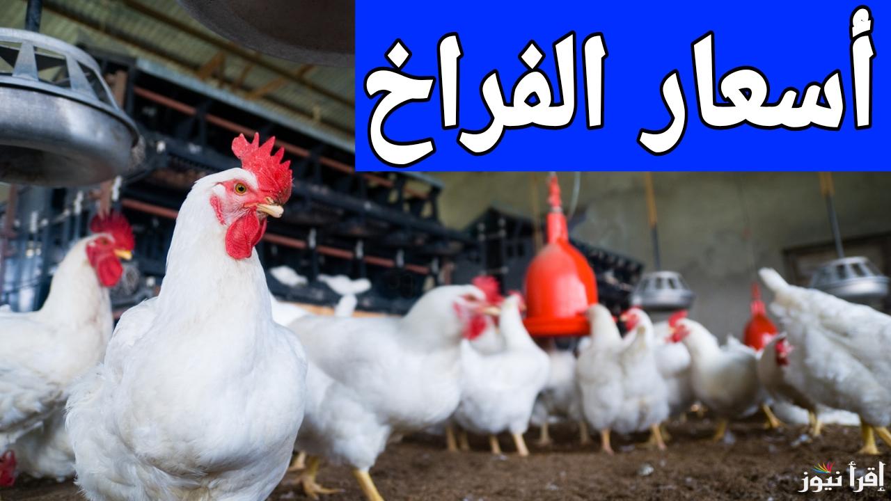 بورصة الدواجن الان.. سعر الفراخ البيضاء اليوم السبت 18 يناير 2025 في مصر 