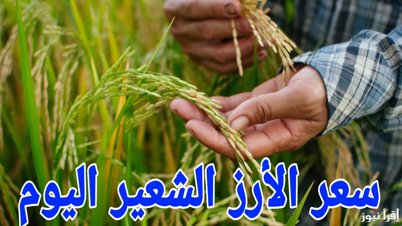التجار بيلعبوا بالاسعار.. سعر طن الأرز الشعير اليوم السبت 18 يناير 2025 في الأسواق المصرية 