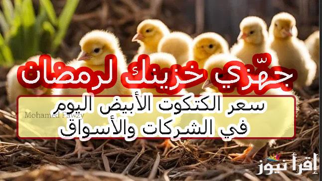جهّزي خزينك لرمضان.. سعر الكتكوت الأبيض اليوم السبت 25 يناير 2025 أسعار الكتاكيت في الشركات والأسواق  آخر تحديث