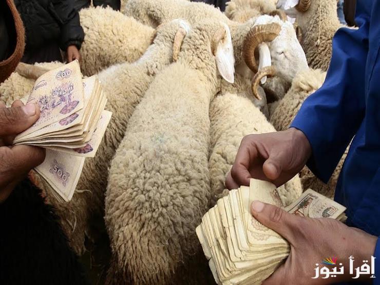 بيع المواشي الحية بالوزن في السعودية 1446 تشجيع وزارة البيئة للتجار والمستثمرين