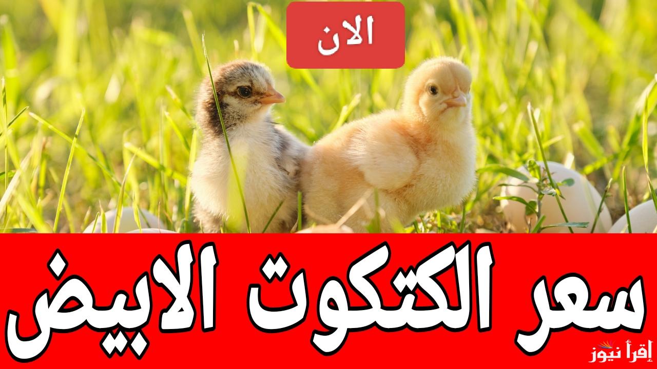 البورصة ولعت نار.. سعر الكتكوت الابيض اليوم الخميس 13 فبراير 2025 في مصر 
