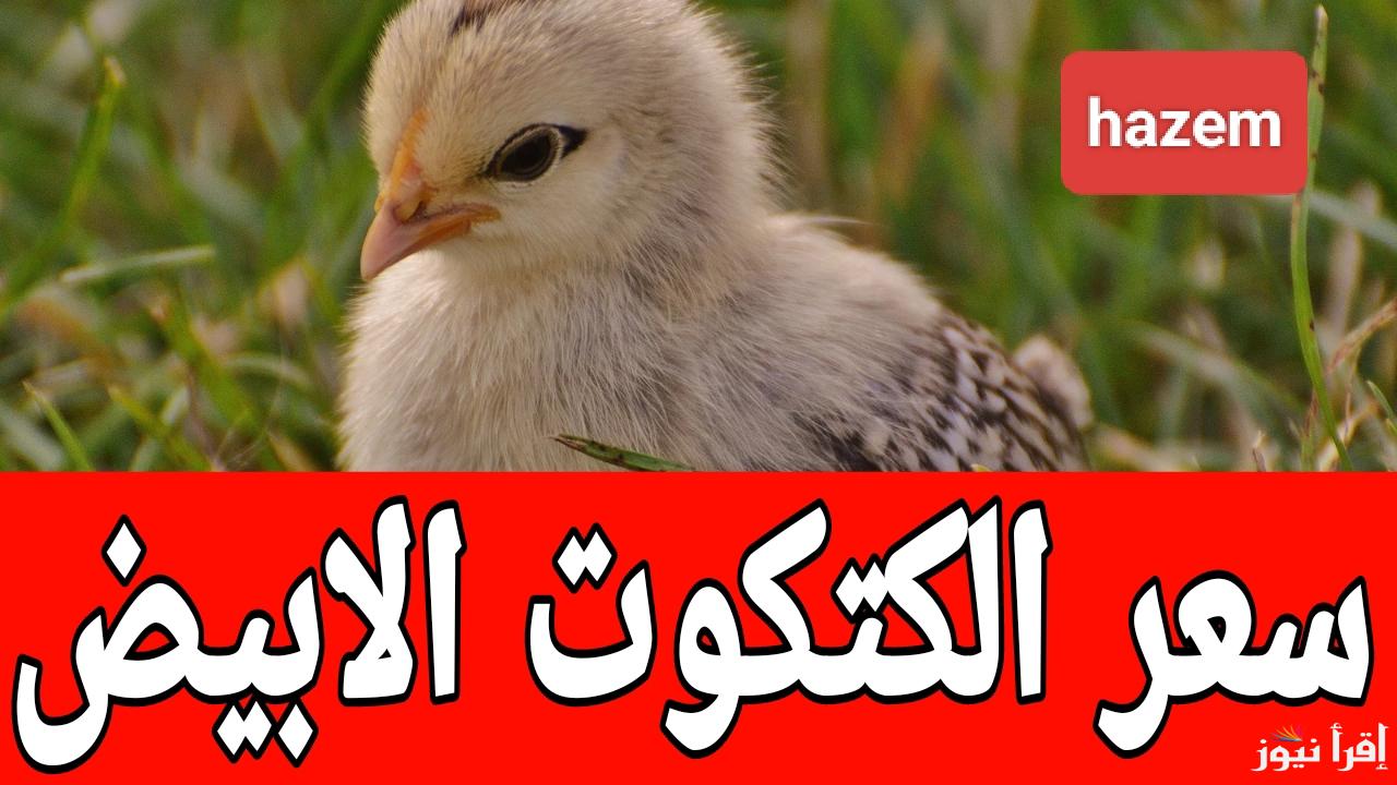 بكام قبل حلول الشهر الكريم.. سعر الكتكوت الابيض اليوم الثلاثاء 25 فبراير 2025 في المزارع والأسواق المصرية