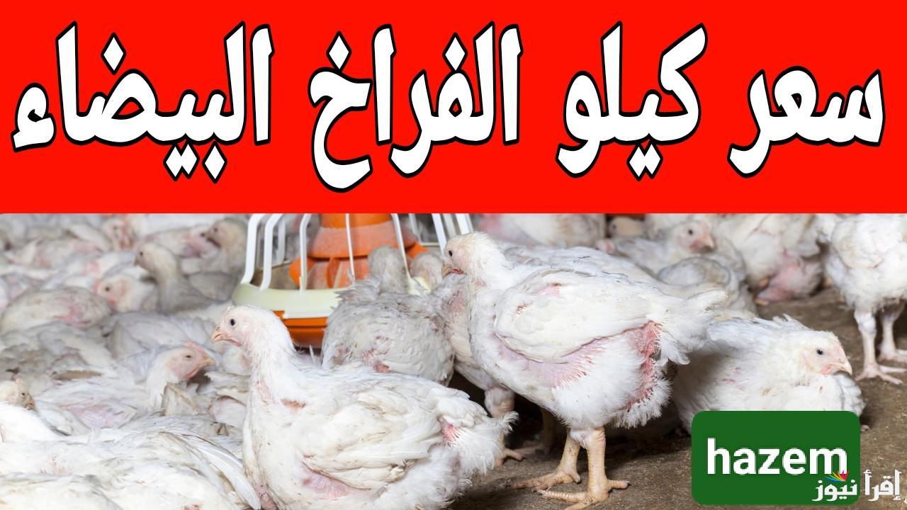 شوف أسعار الدواجن الجديدة.. سعر كيلو الفراخ البيضاء اليوم في المزارع الجمعة 21 فبراير 2025 