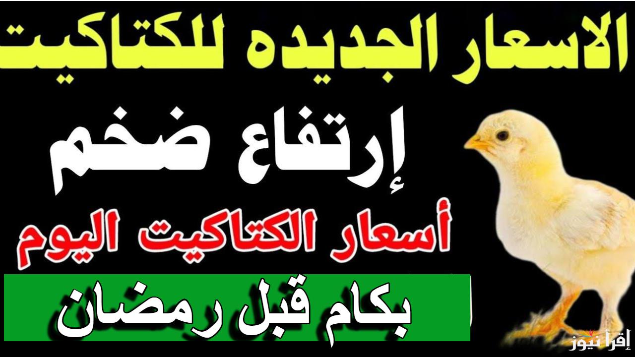 لو ناوي تربي لرمضان.. سعر الكتكوت الابيض اليوم الجمعة 7 فبراير 2025 في مصر