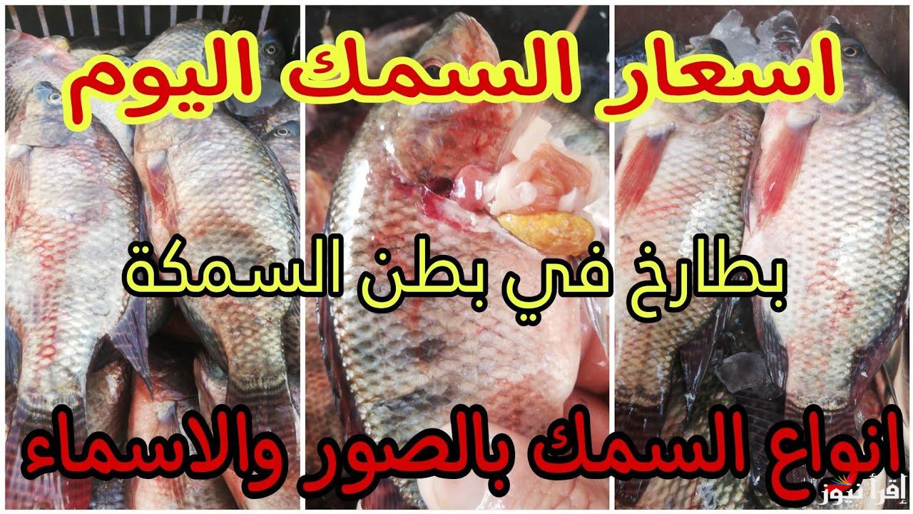 يا حلاوتك يا بوري.. اسعار السمك اليوم الخميس 13 فبراير 2025 في مصر 