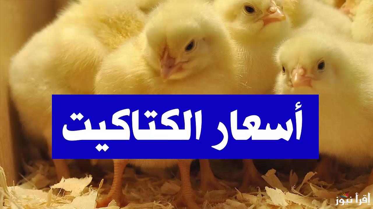 كتكوتي بكام قبل رمضان.. أسعار الكتاكيت اليوم الأربعاء 19 فبراير 2025 وفقا لأخر تحديث في بورصة الدواجن