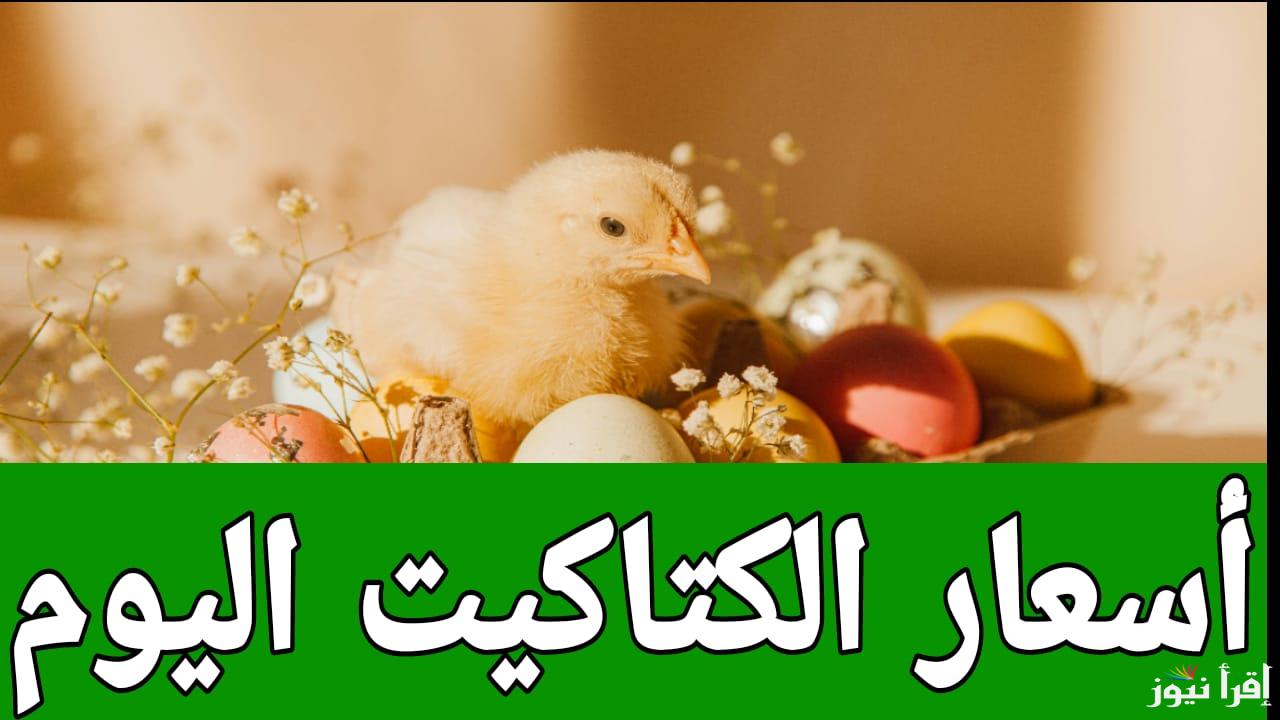 الأسعار النهاردة مولعة.. أسعار الكتاكيت اليوم السبت 15 مارس 2025 في مصر 