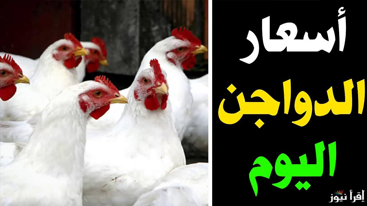 الفرخة البلدي بكام؟.. أسعار الفراخ اليوم الخميس 6 مارس 2025 في جميع الأسواق المصرية