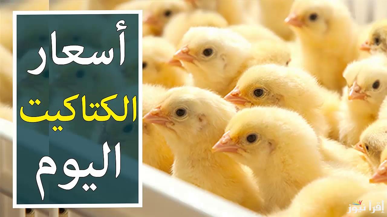 “آخر الأسبوع ” بورصة الدواجن اليوم اسعار الفراخ البيضاء في مصر الخميس 13 مارس 2025 سعر الكتاكيت في السوق