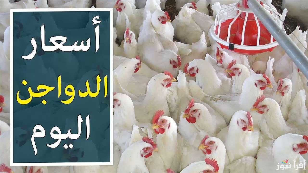 ‎الان تراجع كبير.. بورصة الدواجن اليوم أسعار الفراخ البيضاء اليوم الأربعاء 23 ابريل 2025 في مصر