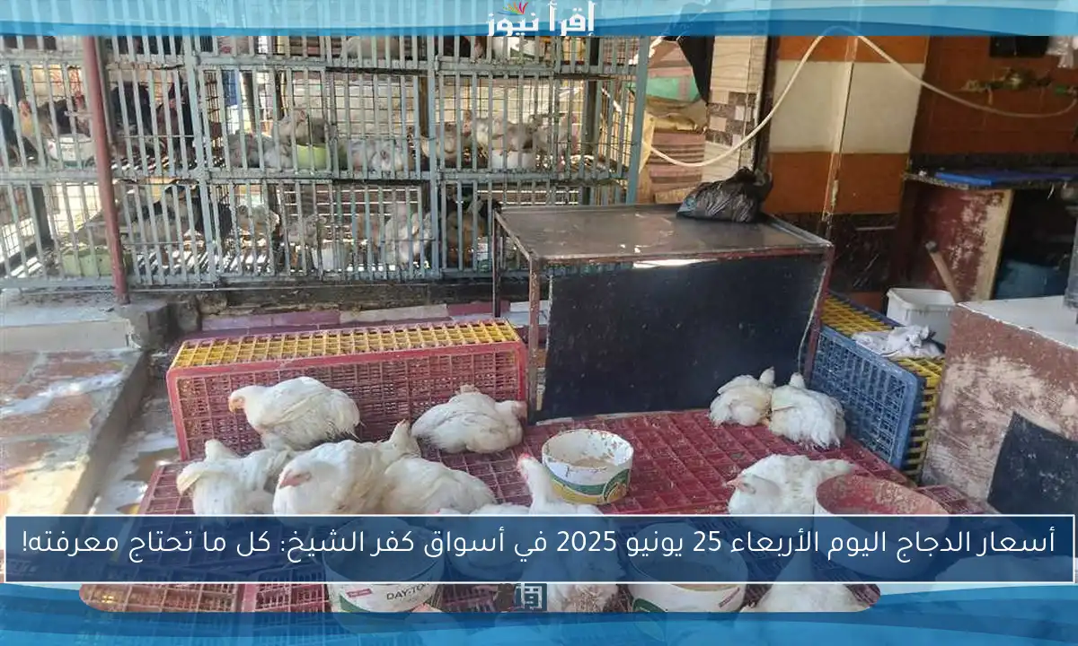 أسعار الدجاج اليوم الأربعاء 25 يونيو 2025 في أسواق كفر الشيخ: كل ما تحتاج معرفته!