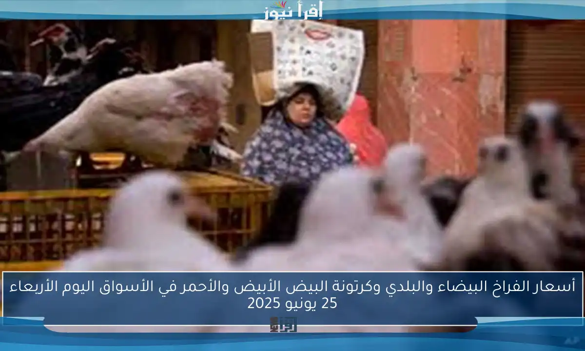 أسعار الفراخ البيضاء والبلدي وكرتونة البيض الأبيض والأحمر في الأسواق اليوم الأربعاء 25 يونيو 2025