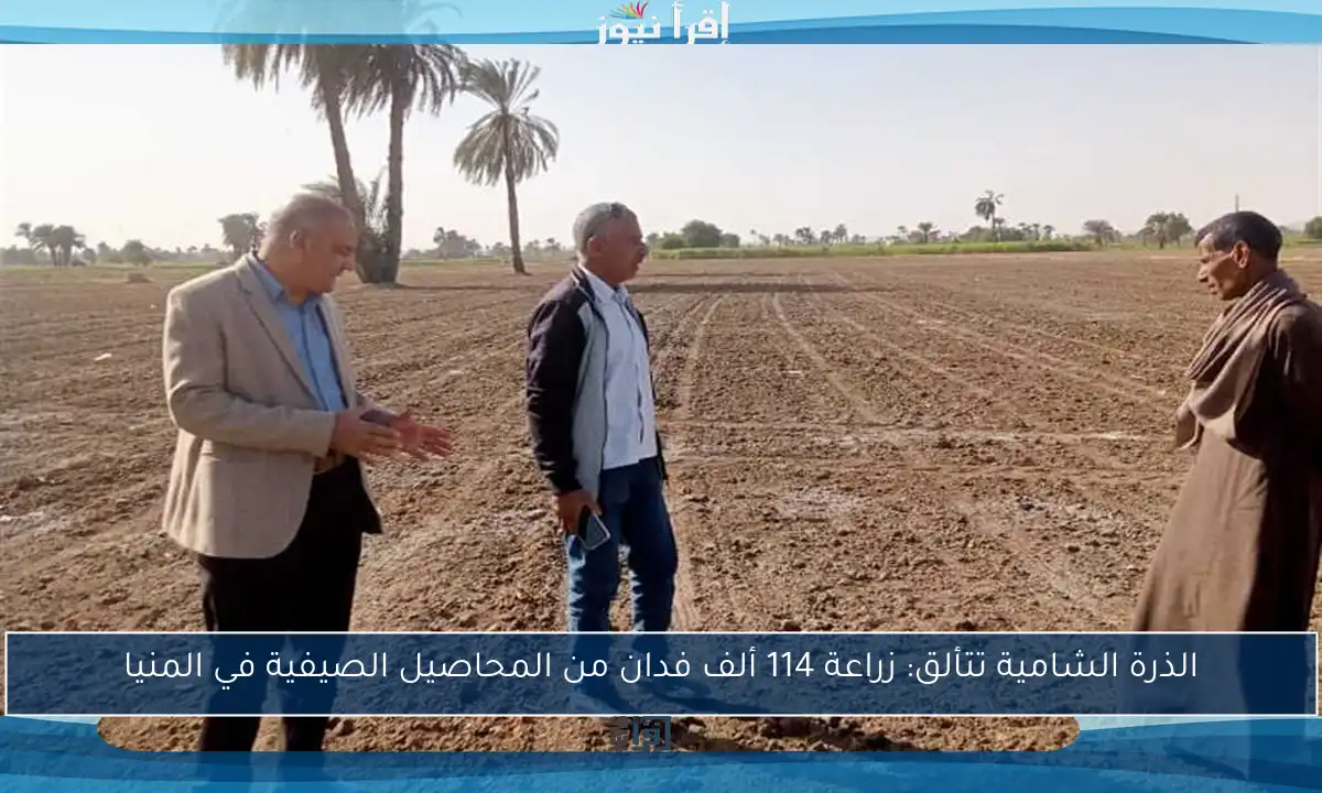 الذرة الشامية تتألق: زراعة 114 ألف فدان من المحاصيل الصيفية في المنيا