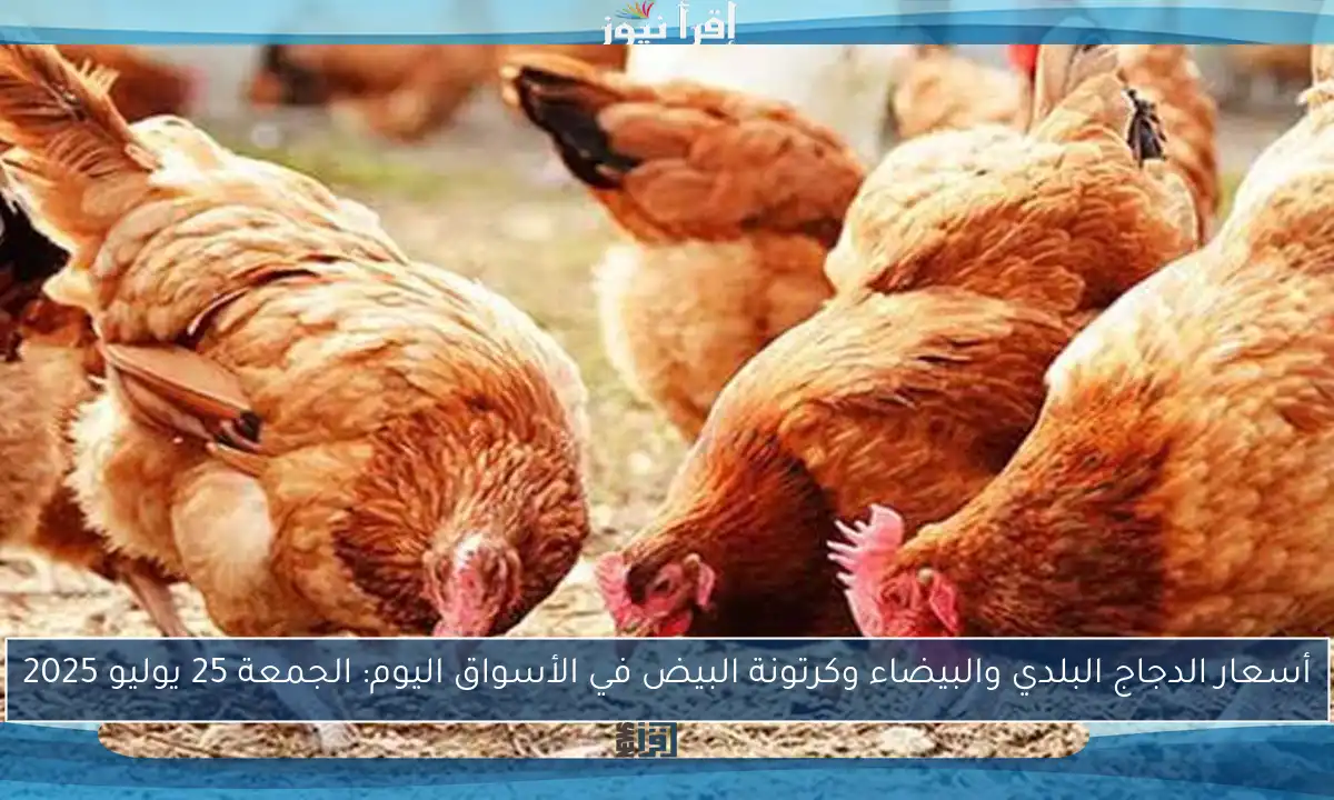 أسعار الدجاج البلدي والبيضاء وكرتونة البيض في الأسواق اليوم: الجمعة 25 يوليو 2025
