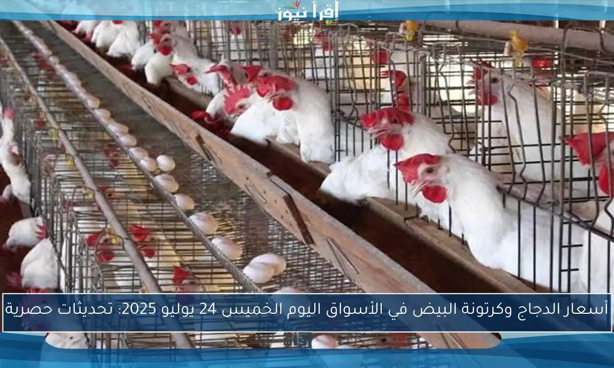 أسعار الدجاج وكرتونة البيض في الأسواق اليوم الخميس 24 يوليو 2025: تحديثات حصرية