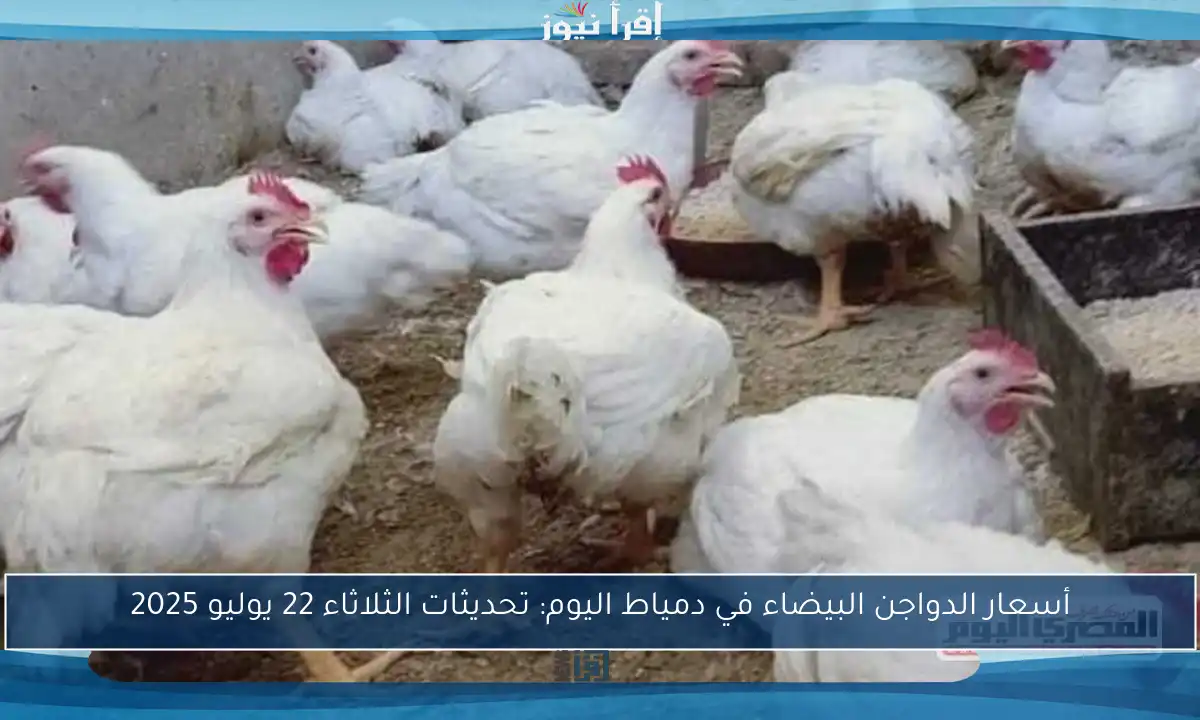 أسعار الدواجن البيضاء في دمياط اليوم: تحديثات الثلاثاء 22 يوليو 2025