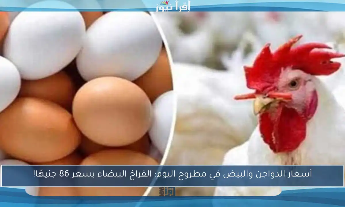أسعار الدواجن والبيض في مطروح اليوم: الفراخ البيضاء بسعر 86 جنيهًا!