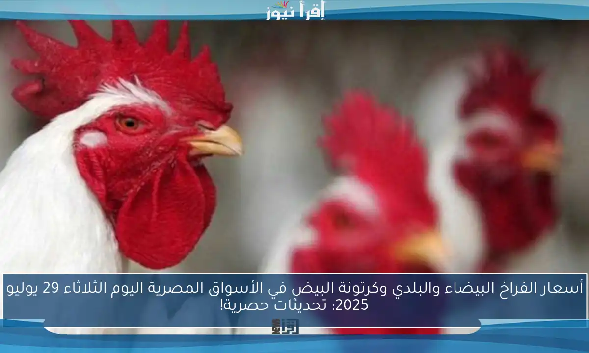 أسعار الفراخ البيضاء والبلدي وكرتونة البيض في الأسواق المصرية اليوم الثلاثاء 29 يوليو 2025: تحديثات حصرية!