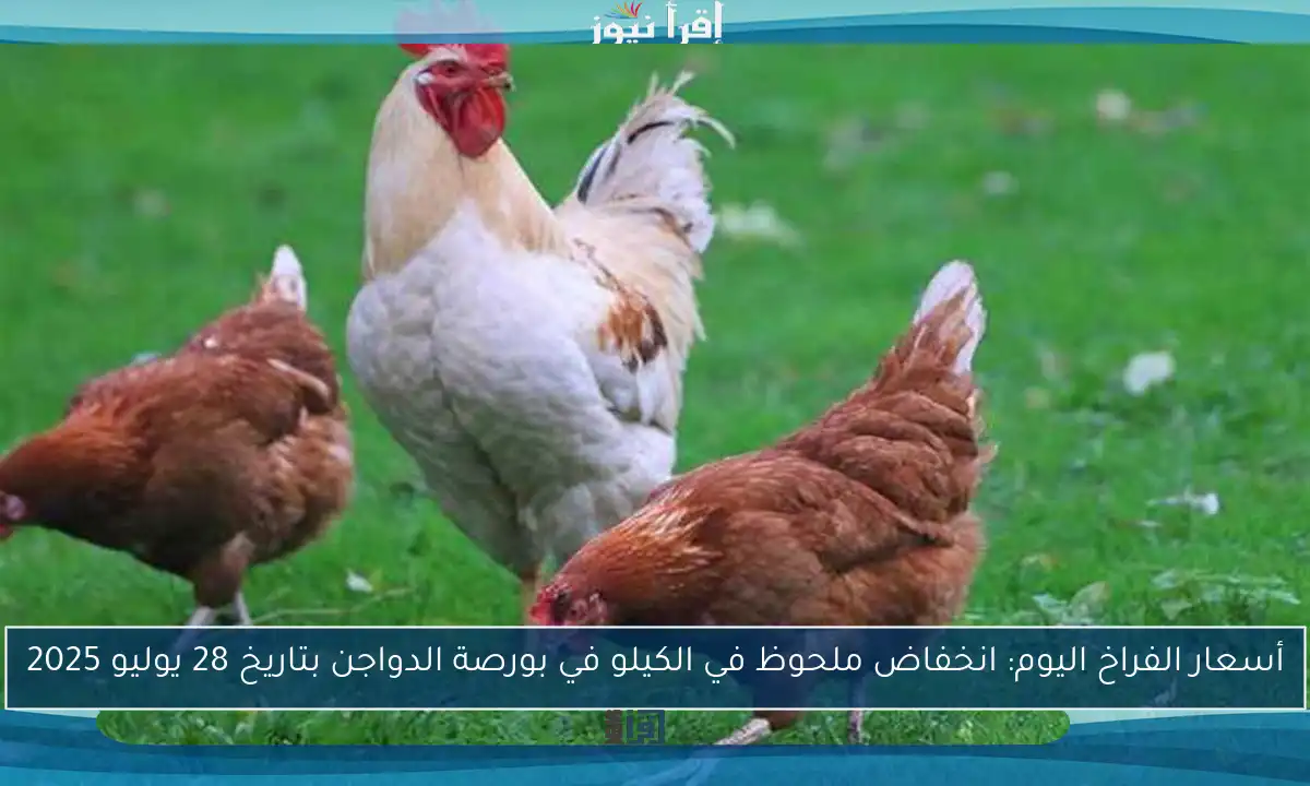 أسعار الفراخ اليوم: انخفاض ملحوظ في الكيلو في بورصة الدواجن بتاريخ 28 يوليو 2025