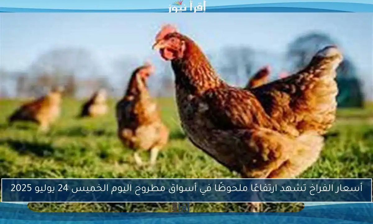 أسعار الفراخ تشهد ارتفاعًا ملحوظًا في أسواق مطروح اليوم الخميس 24 يوليو 2025