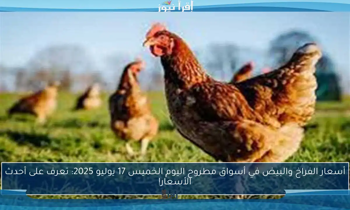 أسعار الفراخ والبيض في أسواق مطروح اليوم الخميس 17 يوليو 2025: تعرف على أحدث الأسعار!
