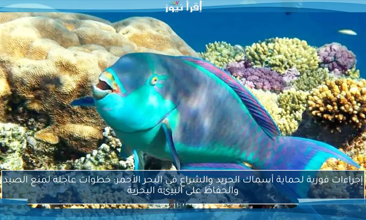 إجراءات فورية لحماية أسماك الحريد والشراع في البحر الأحمر: خطوات عاجلة لمنع الصيد والحفاظ على البيئة البحرية