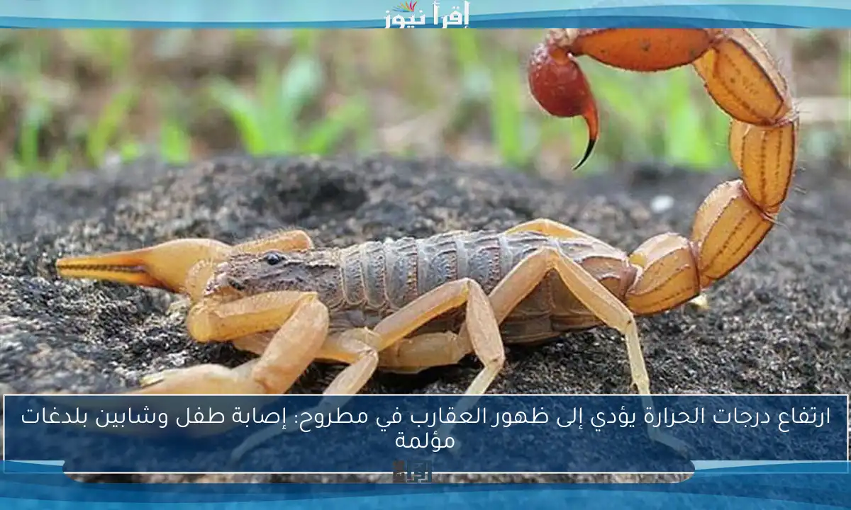 ارتفاع درجات الحرارة يؤدي إلى ظهور العقارب في مطروح: إصابة طفل وشابين بلدغات مؤلمة