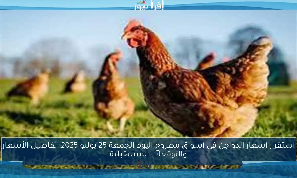 استقرار أسعار الدواجن في أسواق مطروح اليوم الجمعة 25 يوليو 2025: تفاصيل الأسعار والتوقعات المستقبلية