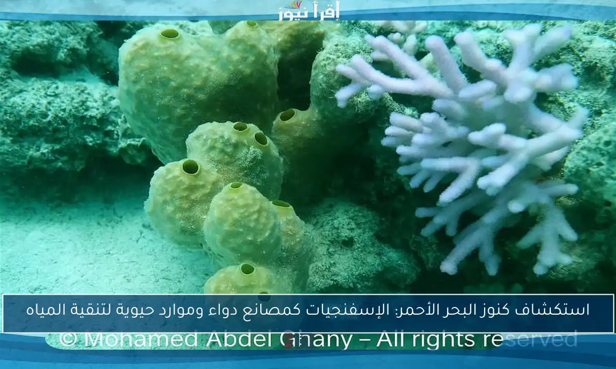 استكشاف كنوز البحر الأحمر: الإسفنجيات كمصانع دواء وموارد حيوية لتنقية المياه