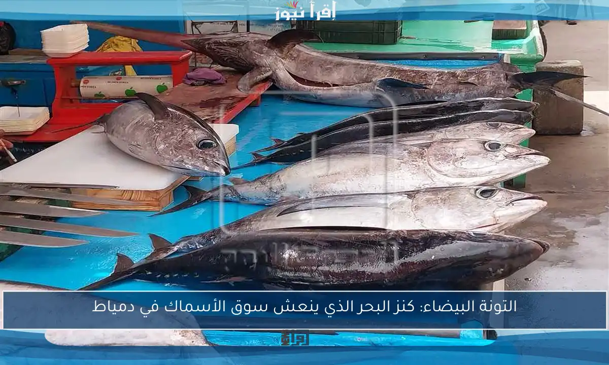 التونة البيضاء: كنز البحر الذي ينعش سوق الأسماك في دمياط