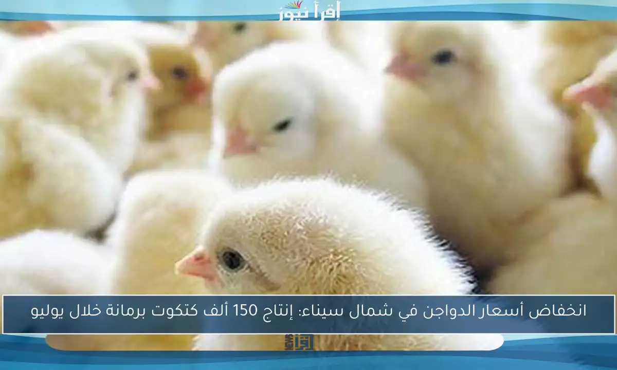 انخفاض أسعار الدواجن في شمال سيناء: إنتاج 150 ألف كتكوت برمانة خلال يوليو
