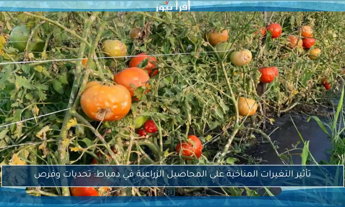 تأثير التغيرات المناخية على المحاصيل الزراعية في دمياط: تحديات وفرص