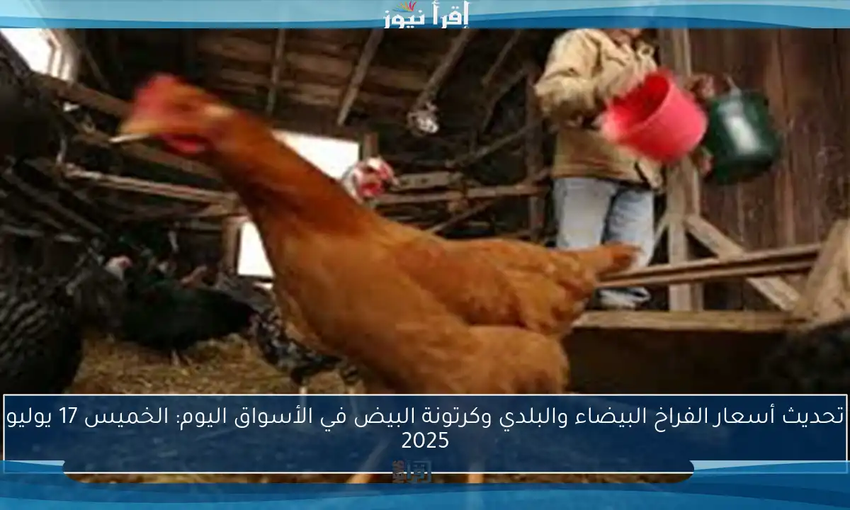 تحديث أسعار الفراخ البيضاء والبلدي وكرتونة البيض في الأسواق اليوم: الخميس 17 يوليو 2025